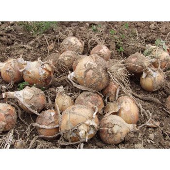 Лук Тамара F1 /250.000 семян/ *Bejo Zaden*