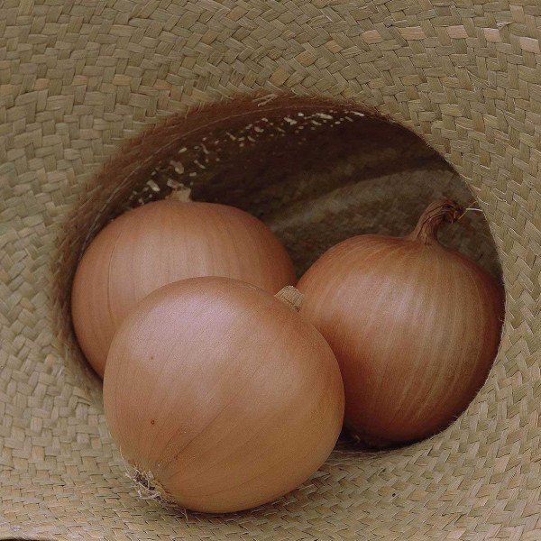 Насіння цибулі Універсо F1 /100.000 насінин/ *Nunhems Zaden*