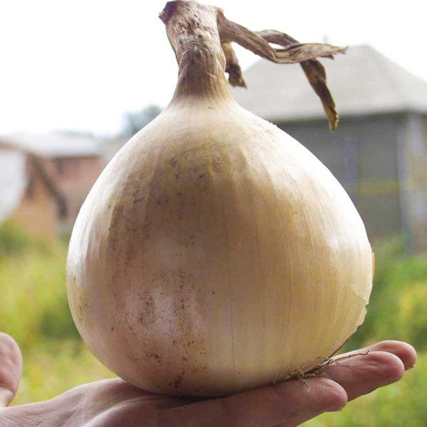 Насіння цибулі Ексібішн /10.000 насінин/ *Bejo Zaden*