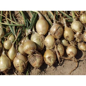 Лук Эксибишн /10.000 семян/ *Bejo Zaden*