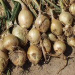 Лук Эксибишн /250.000 семян/ *Bejo Zaden*