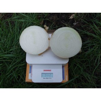 Лук Эксибишн /250.000 семян/ *Bejo Zaden*