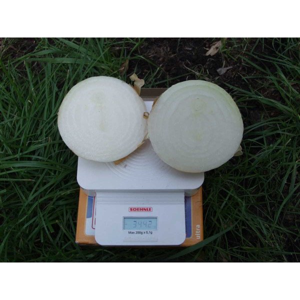 Семена лука Эксибишн /250.000 семян/ *Bejo Zaden*