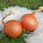 Цибуля Екстра Ерлі Голд F1 /100.000 насінин/ *United Genetics*