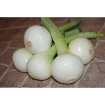 Цибуля Екстра Ерлі Голд F1 /100.000 насінин/ *United Genetics*