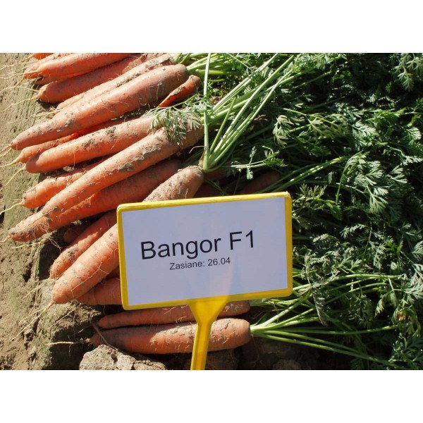Насіння моркви Бангор F1 (2,0-2,2 мм) /100.000 насінин/ *Bejo Zaden*