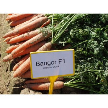 Морковь Бангор F1 (2,2-2,4 мм) /100.000 семян/ *Bejo Zaden*