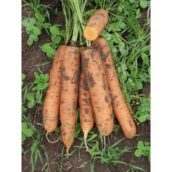 Насіння моркви Бангор F1 (2,2-2,4 мм) /100.000 насінин/ *Bejo Zaden*