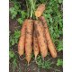 Насіння моркви Бангор F1 (2,2-2,4 мм) /100.000 насінин/ *Bejo Zaden*