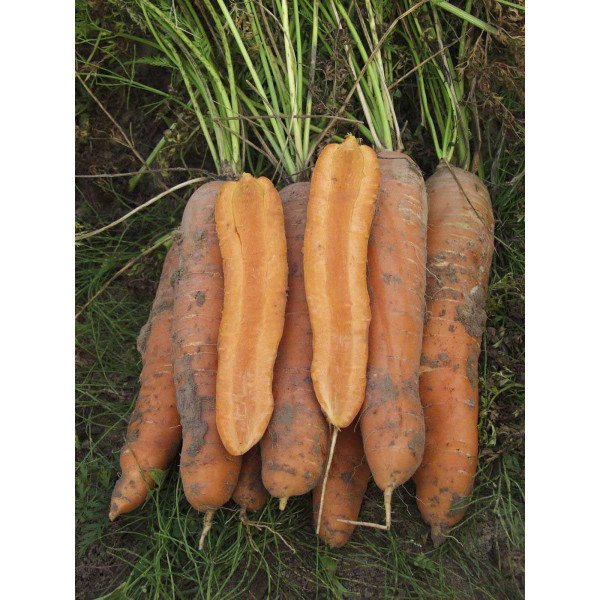 Семена моркови Вита Лонга /50 грамм/ *Bejo Zaden*