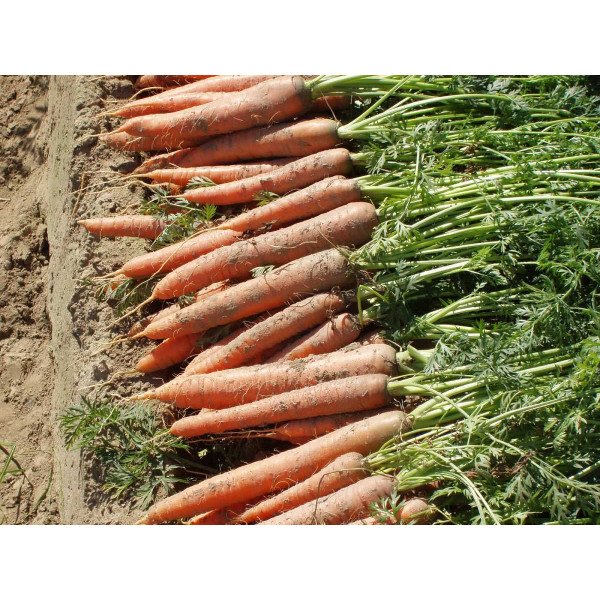 Семена моркови Вита Лонга /50 грамм/ *Bejo Zaden*