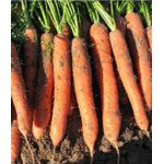 Морковь Зетор F1 (1,6 мм) /100.000 семян/ *Rijk Zwaan*