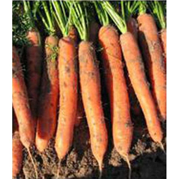 Насіння моркви Зетор F1 (1,6 мм) /100.000 насінин/ *Rijk Zwaan*