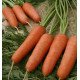 Семена моркови Карини /50 грамм/ *Bejo Zaden*