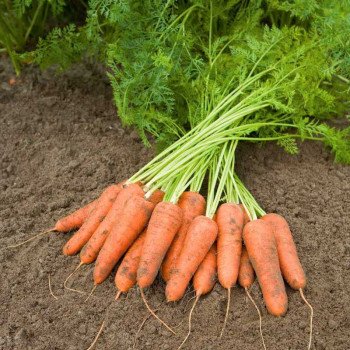 Морковь Карини /50 грамм/ *Bejo Zaden*