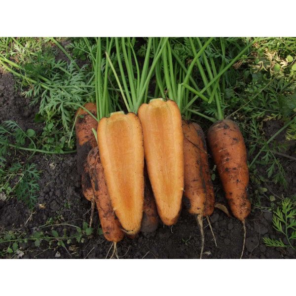 Насіння моркви Каскад F1 (1,6-1,8 мм) /100.000 насінин/ *Bejo Zaden*