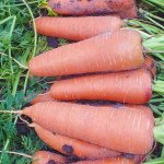 Морковь Каскад F1 (1,8-2,0 мм) /25.000 семян/ *Bejo Zaden*