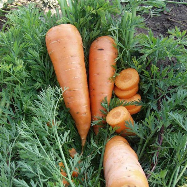 Насіння моркви Каскад F1 (1,8-2,0 мм) /25.000 насінин/ *Bejo Zaden*