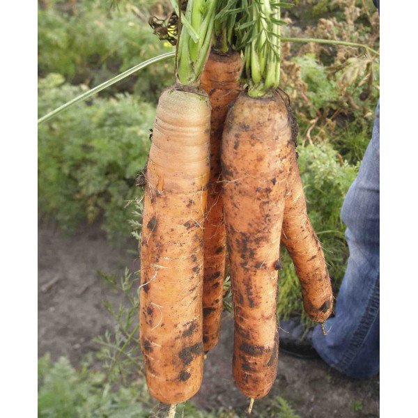 Насіння моркви Монанта /250 г/ *Rijk Zwaan*