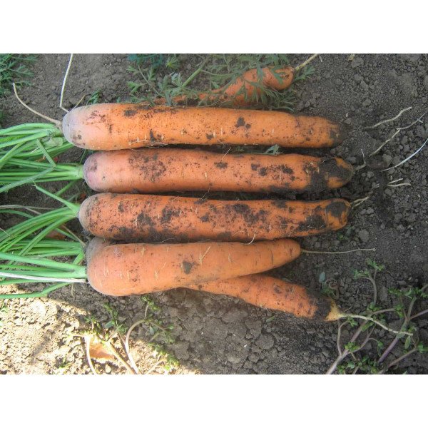 Насіння моркви Нантес Скарлет /5 кг насіння/ *United Genetics*