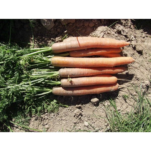 Насіння моркви Наполі F1 (2,0-2,2 мм) /100.000 насінин/ *Bejo Zaden*