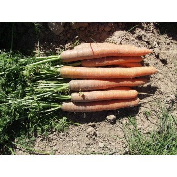 Морковь Наполи F1 (2,4-2,6 мм) /100.000 семян/ *Bejo Zaden*