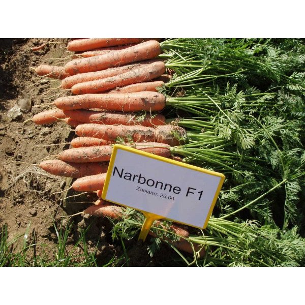 Насіння моркви Нарбонне F1 (2,0-2,2 мм) /100.000 насінин/ *Bejo Zaden*