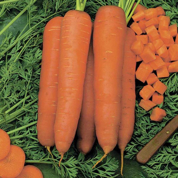 Насіння моркви Скарла /0,5 кг насіння/ *Tezier*