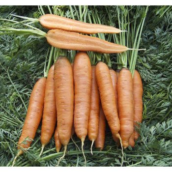 Морковь Скарла /0,5 кг семян/ *Tezier*