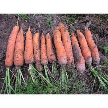 Морковь Фиго F1 /500.000 семян/ *Tezier*