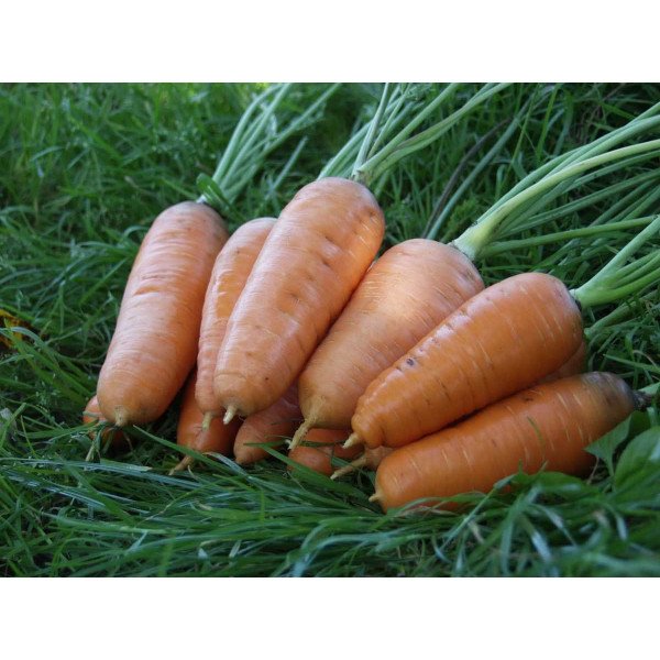 Семена моркови Шантане /0,5 кг семян/ *Tezier*
