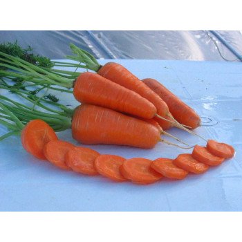 Морква Шантане РедКор /0,5 кг насіння/ *United Genetics*