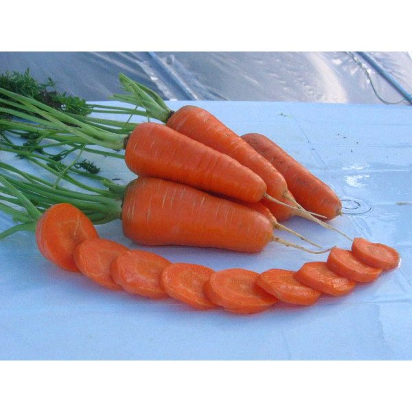 Насіння моркви Шантане РедКор /0,5 кг насіння/ *United Genetics*