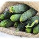Насіння огірка Авенсіс F1 /1.000 насінин/ *Nong Woo Bio*