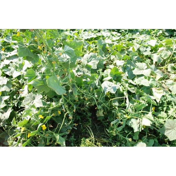 Насіння огірка Авенсіс F1 /1.000 насінин/ *Nong Woo Bio*