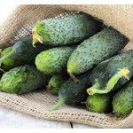 Огурец Авенсис (Аванс) F1 /500 семян/ *Nong Woo Bio*