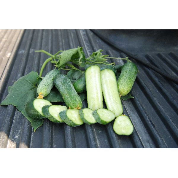 Насіння огірка Авенсіс (Аванс) F1 /500 насінин/ *Nong Woo Bio*
