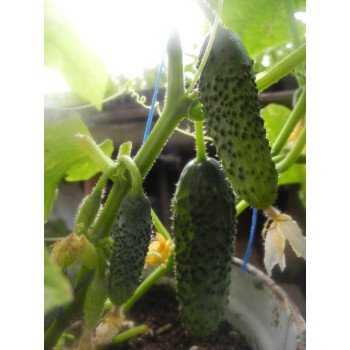 Огірок Аваланж F1 /1.000 насінин/ *Nong Woo Bio*