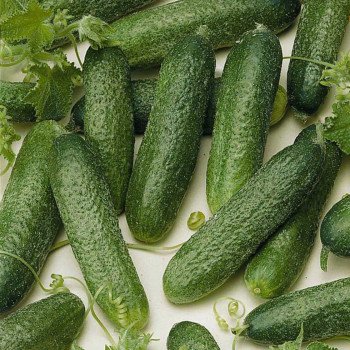 Огурец Алекс F1 /1.000 семян/ *Bejo Zaden*