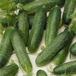 Огірок Алекс F1 /500 насінин/ *Bejo Zaden*