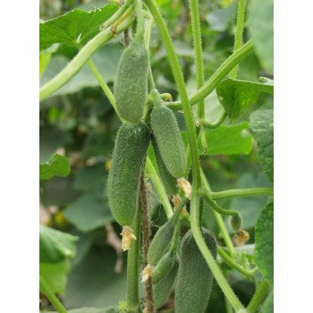 Огурец Алекс F1 /500 семян/ *Bejo Zaden*