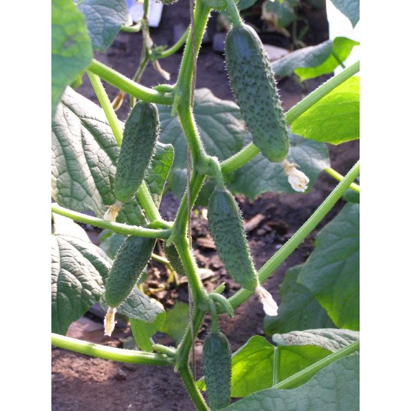 Насіння огірка Амант F1 /1.000 насінин/ *Bejo Zaden*