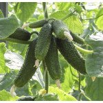 Огурец Амант F1 /250 семян/ *Bejo Zaden*