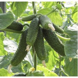 Огурец Амант F1 /250 семян/ *Bejo Zaden*