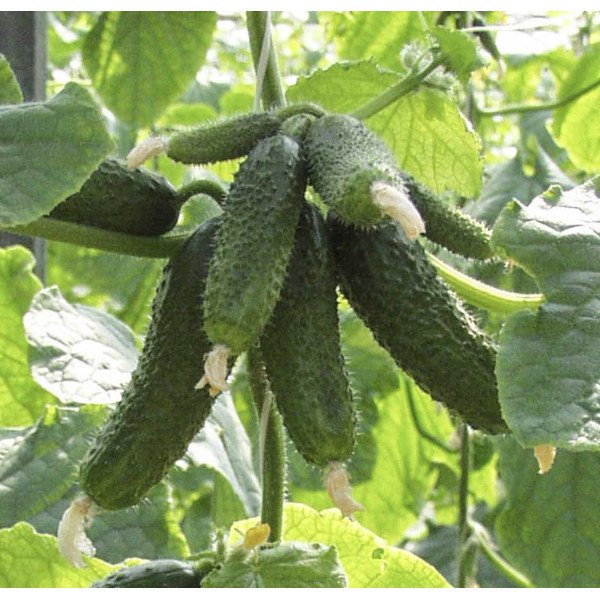Семена огурца Амант F1 /250 семян/ *Bejo Zaden*