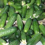 Огірок Амур F1 /1.000 насінин/ *Bejo Zaden*