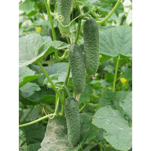 Семена огурца Амур F1 /1.000 семян/ *Bejo Zaden*