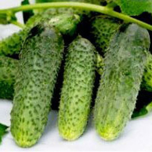 Семена огурца Амур F1 /250 семян/ *Bejo Zaden*