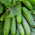 Огірок Ардія F1 /500 насінин/ *Bejo Zaden*