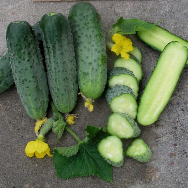 Семена огурца Аристократ F1 /1.000 семян/ *Nong Woo Bio*